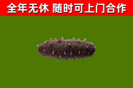 阿克苏烟酒回收干海参.jpg